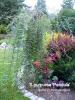 Salix purpurea L. ‘Pendula’